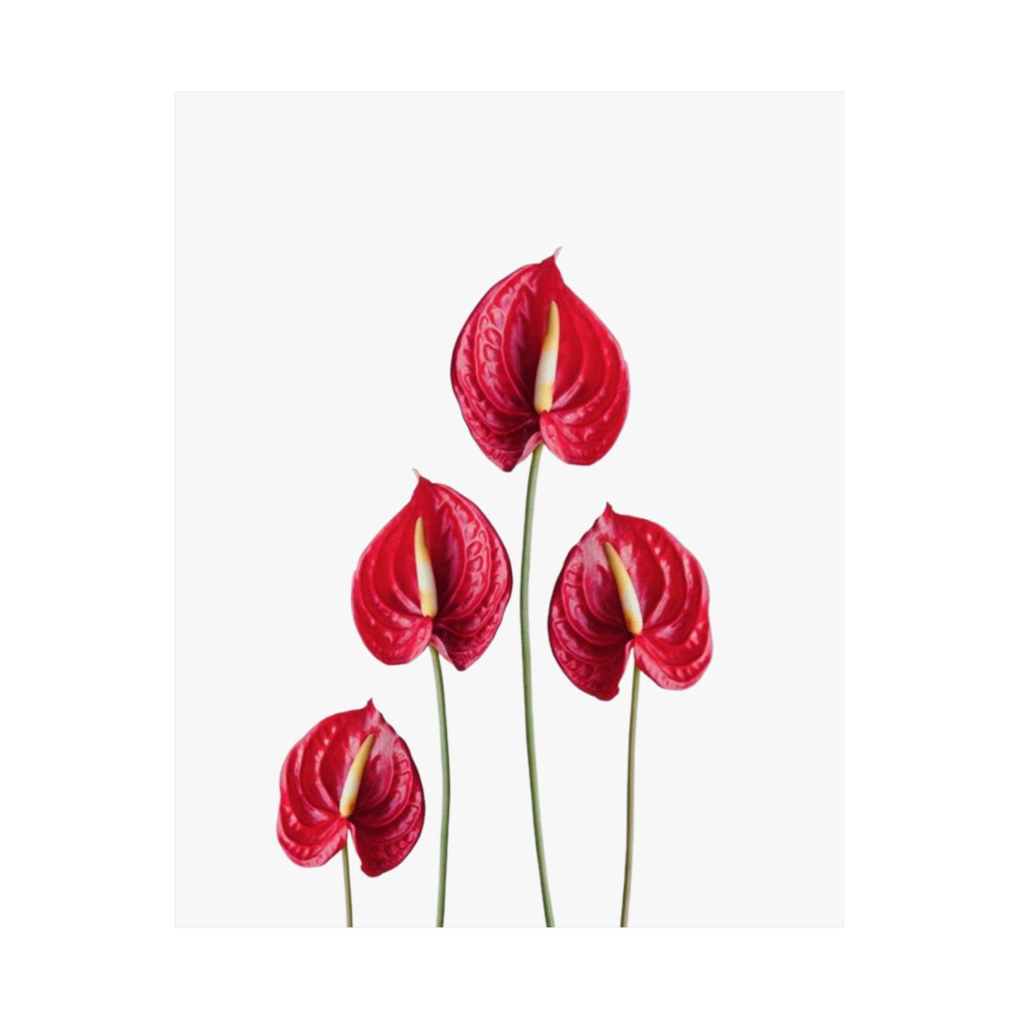 Anthurium Wall Art Poster